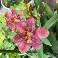 ヒオウギの写真｜植物図鑑｜みんなの趣味の園芸