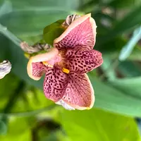 ヒオウギの写真｜植物図鑑｜みんなの趣味の園芸