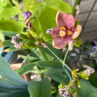 ヒオウギの写真｜植物図鑑｜みんなの趣味の園芸