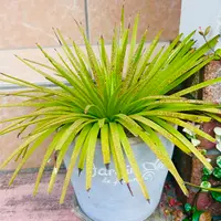 キンメちゃんアトミックゴールド　雷帝錦 アガベ アトミックゴールド Agave isthmensis 'Atomic Gold