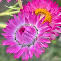 ヘリクリサム（ムギワラギク・帝王貝細工）の種類（原種、品種）｜植物