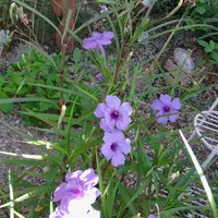 ルエリアの種類（原種、品種）｜植物図鑑｜みんなの趣味の園芸