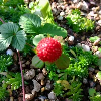 ワイルドストロベリーとは｜育て方がわかる植物図鑑｜みんなの趣味の