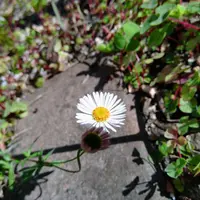 エリゲロンとは｜育て方がわかる植物図鑑｜みんなの趣味の園芸（NHK出版）