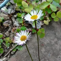 エリゲロンとは｜育て方がわかる植物図鑑｜みんなの趣味の園芸（NHK出版）