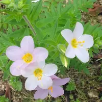 ミヤマハナシノブの種類（原種、品種）｜植物図鑑｜みんなの趣味の園芸