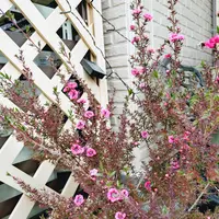 ギョリュウバイ（レプトスペルマム）の種類（原種、品種）｜植物図鑑