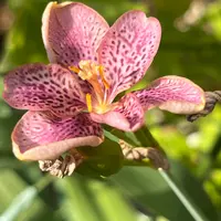 ヒオウギの写真｜植物図鑑｜みんなの趣味の園芸