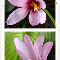 ハブランサスとは｜育て方がわかる植物図鑑｜みんなの趣味の園芸