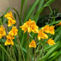 ハブランサスとは｜育て方がわかる植物図鑑｜みんなの趣味の園芸