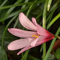 ハブランサス流木仕立て 250826 23 ハブランサス - Wikipedia