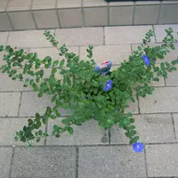 エボルブルス（アメリカンブルー）とは｜育て方がわかる植物図鑑