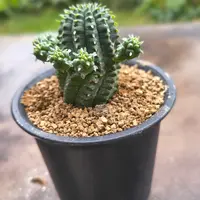 ユーフォルビア・シンメトリカの基本情報・育て方｜多肉植物・サボテン