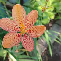 ヒオウギとは｜育て方がわかる植物図鑑｜みんなの趣味の園芸