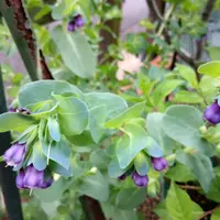 セリンセ・マヨールの種類（原種、品種）｜植物図鑑｜みんなの趣味の