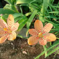 mizu ヒオウギ（日扇） 楽天市場】【ヒオウギ属】ダルマ日扇 4.5号ポット : 産直花だん屋