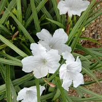 ルエリアの種類（原種、品種）｜植物図鑑｜みんなの趣味の園芸（NHK出版）