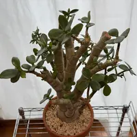 金のなる木 金のなる木とは｜育て方がわかる植物図鑑｜みんなの趣味の園芸