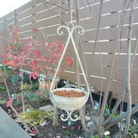 大木ナーサリーさんのヒデコートF1です。｜園芸日記by有島 薫