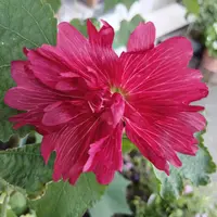 ホリホックとは｜育て方がわかる植物図鑑｜みんなの趣味の園芸（NHK出版）