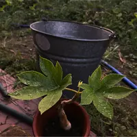 ❼     3年もの    ヤツデ ２本入り   自家栽培  最高の 出来栄え ➆ 3年もの ヤツデ 2本入り 自家栽培 最高の 出来栄え