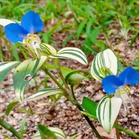 ムラサキツユクサの写真｜植物図鑑｜みんなの趣味の園芸