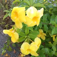 アラマンダの育て方・栽培方法｜植物図鑑｜みんなの趣味の園芸（NHK出版）