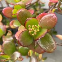 金のなる木の育て方・栽培方法｜植物図鑑｜みんなの趣味の園芸（NHK出版）