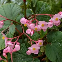薔薇2種　秋海棠　3種まとめ シュウカイドウとは｜育て方がわかる植物図鑑｜みんなの趣味の