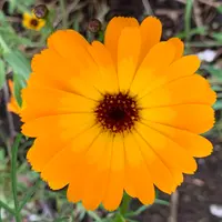 カレンデュラページ カレンデュラ パワーデイジー | PROVEN WINNERS (PW)【植物の国際