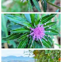 アザミの仲間の種類（原種、品種）｜植物図鑑｜みんなの趣味の園芸