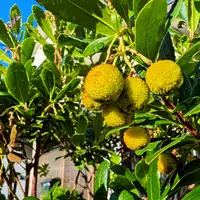 イチゴノキの種類（原種、品種）｜植物図鑑｜みんなの趣味の園芸（NHK
