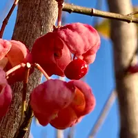 マユミとは｜育て方がわかる植物図鑑｜みんなの趣味の園芸（NHK出版）