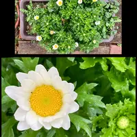 ノースポール（クリサンセマム）とは｜育て方がわかる植物図鑑