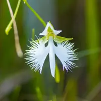 サギソウのそだレポ（栽培レポート）｜植物図鑑｜みんなの趣味の園芸
