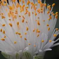 ハエマンサス 斑入り FK1. ハエマンサス 原種 斑入り アルビフロス/ハエマンサス