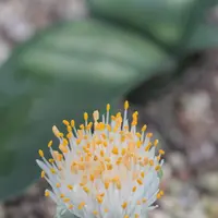 ハエマンサスの種類（原種、品種）｜植物図鑑｜みんなの趣味の園芸