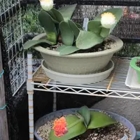 ハエマンサスの種類（原種、品種）｜植物図鑑｜みんなの趣味の園芸