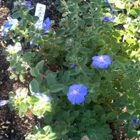 エボルブルス（アメリカンブルー）とは｜育て方がわかる植物図鑑