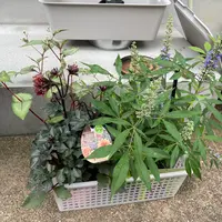 セイヨウニンジンボクとは｜育て方がわかる植物図鑑｜みんなの趣味の