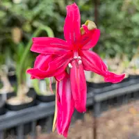 ✨✨✨姫アセロラ【涼盆栽◎美らさん】検/アセロラ/めんそーれ価格サービス品 姫アセロラ盆栽 台湾姫桜桃 アセロラ 台湾姫桜桃 Malpighia