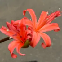 ミニ盆栽・姫アセロラの実｜園芸日記byたっちゃん｜みんなの趣味