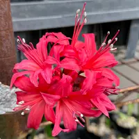 ミニ盆栽・姫アセロラの実｜園芸日記byたっちゃん｜みんなの趣味