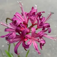 ミニ盆栽・姫アセロラの実｜園芸日記byたっちゃん｜みんなの趣味