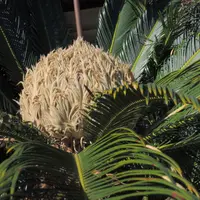 ソテツ② 楽天市場】【限定1点】 蘇鉄（ソテツ：2頭）極太 1.5m Cycas revoluta