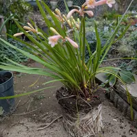 キルタンサスとは｜育て方がわかる植物図鑑｜みんなの趣味の園芸（NHK