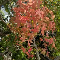 カエデ（モミジ）とは｜育て方がわかる植物図鑑｜みんなの趣味の園芸