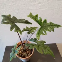 アロカシアの育て方・栽培方法｜植物図鑑｜みんなの趣味の園芸（NHK出版）