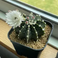 ギムノカリキウム新天地錦の基本情報・育て方｜多肉植物・サボテン図鑑