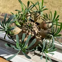 ユーフォルビア・キリンドリフォリアの基本情報・育て方｜多肉植物